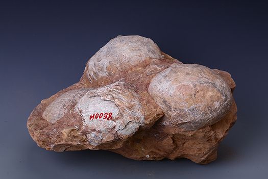 白堊紀恐龍蛋化石(茂名市博物館藏品之三)