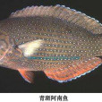 青斑阿南魚