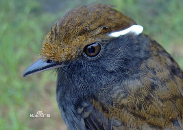 藍灰食蚊鳥