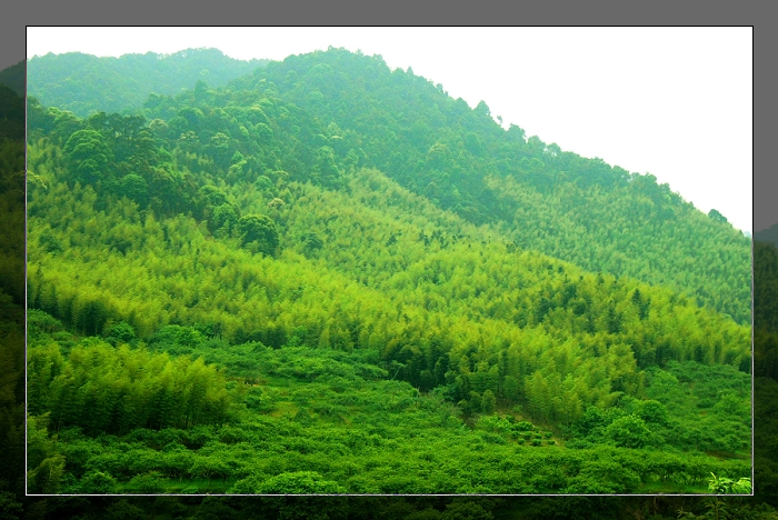 黃茶園