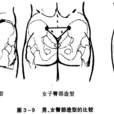 臀(人體部位)