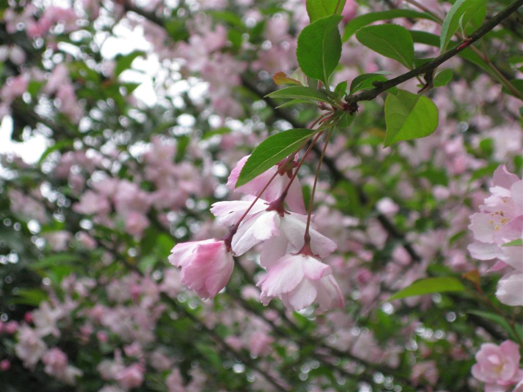 垂絲海棠無性系1號