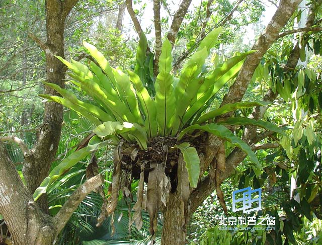 雨林附生植物