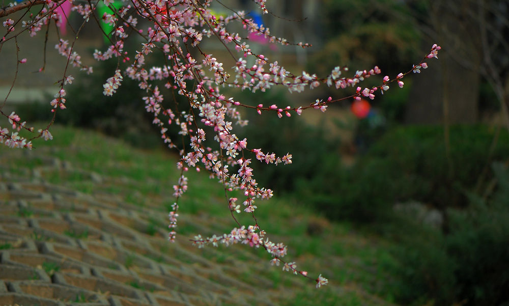 天津桃花園