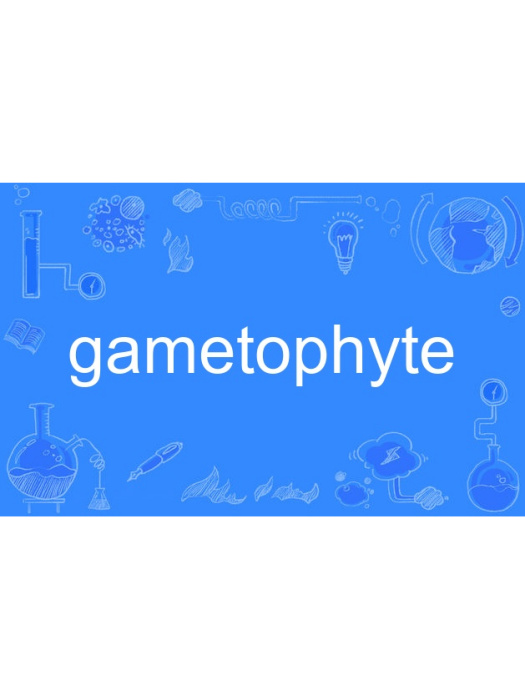 gametophyte