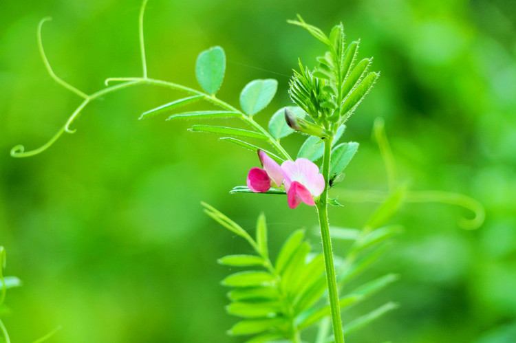 救荒野豌豆