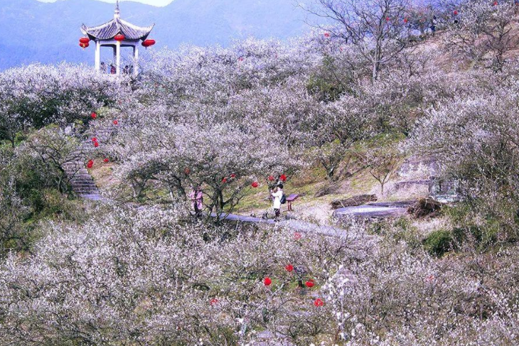 香雪梅海景區