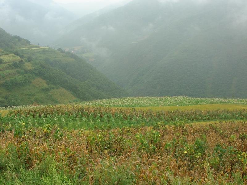 葡萄村