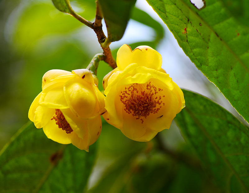 中國科學院西雙版納熱帶植物園