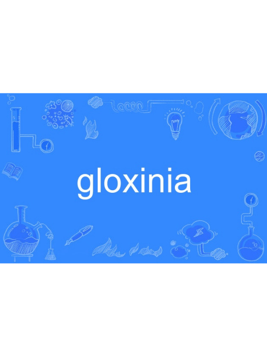 gloxinia