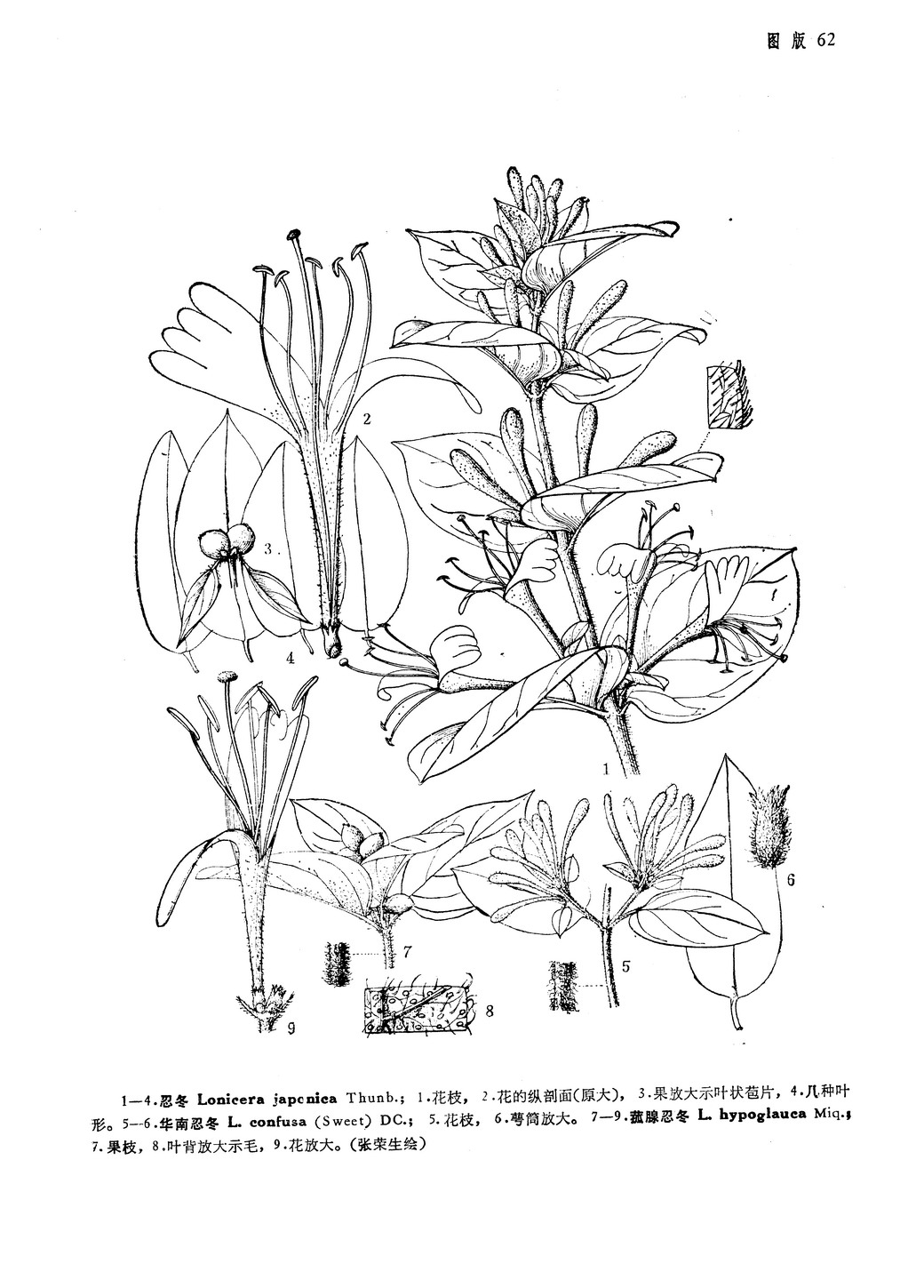 菰腺忍冬（原亞種）