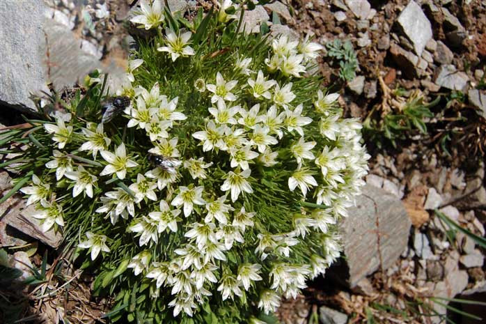 大雪山無心菜(里瓦弄無心菜)