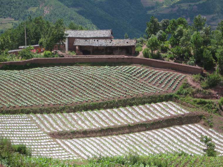 大龍潭上村農村經濟－種植業