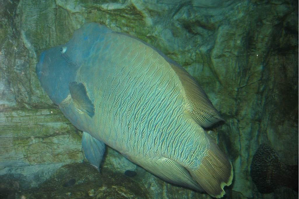 艾倫褶唇魚