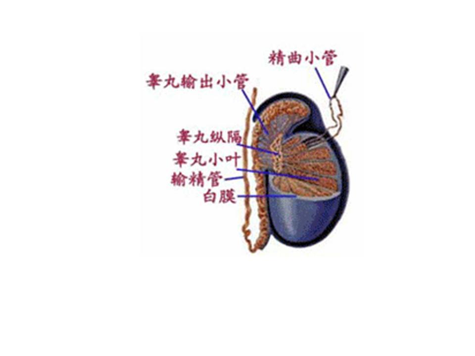 曲精小管