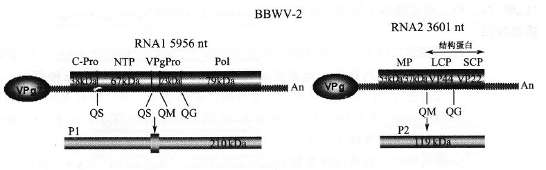 蠶豆萎蔫病毒2號的基因組及其產物