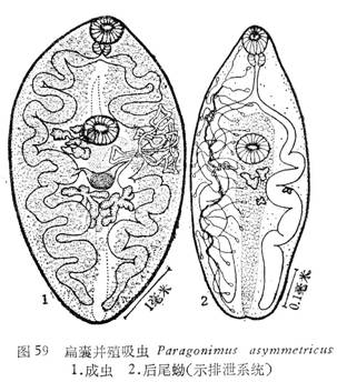 扁囊並殖吸蟲