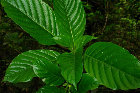 土連翹(茜草科植物土連翹的樹皮（中藥）)