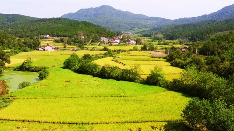 石馬槽稻田