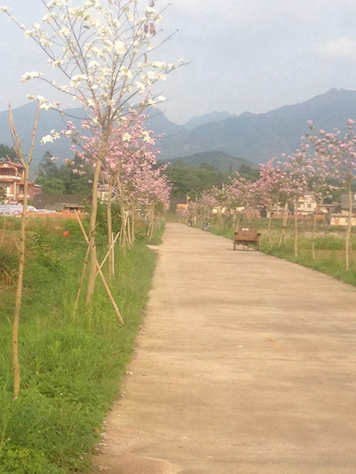 寨沙鎮仁里屯田園風光