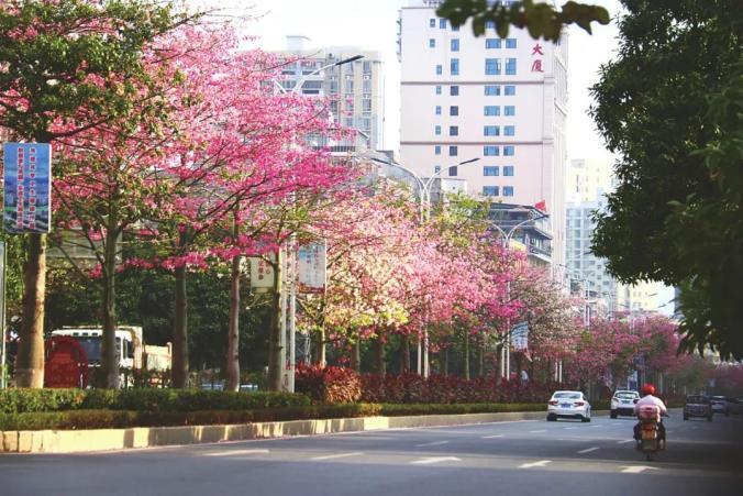 迎賓大道(廣東省信宜市迎賓大道)