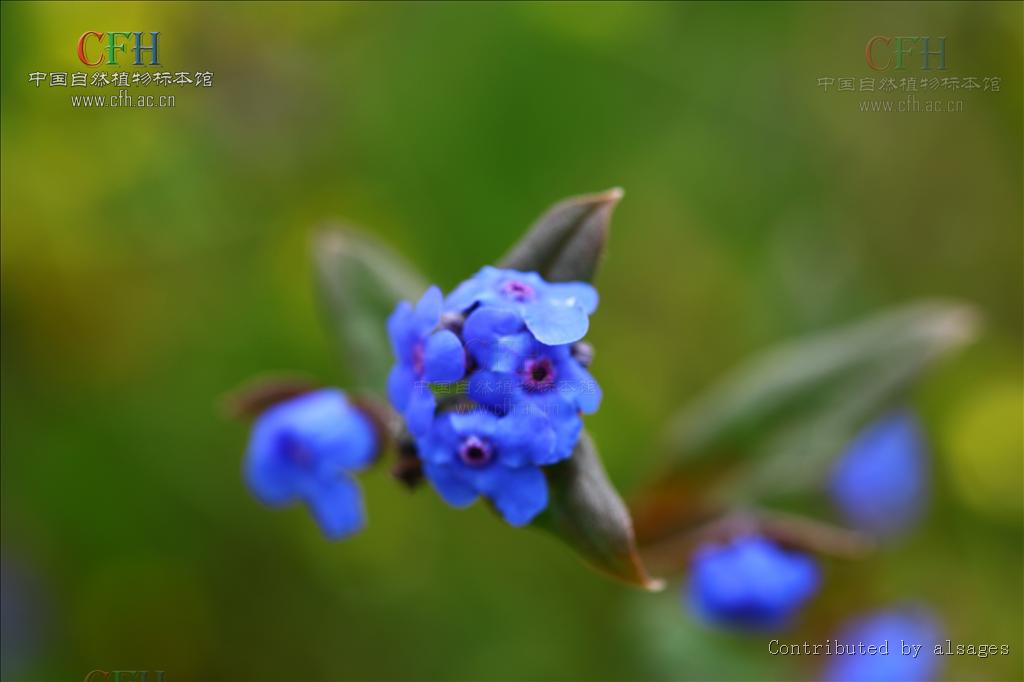 毛花卵葉微孔草