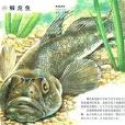 橙黃阿胡鰕虎魚