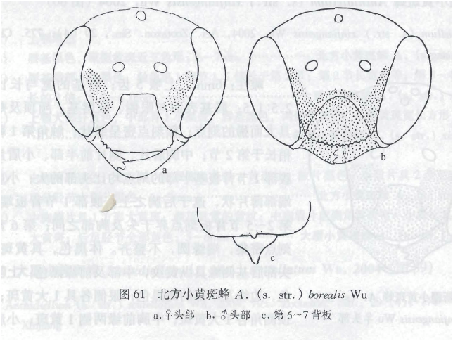 北方小黃斑蜂