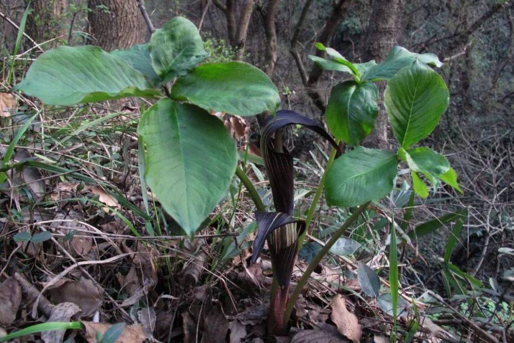 全緣燈台蓮（變種）