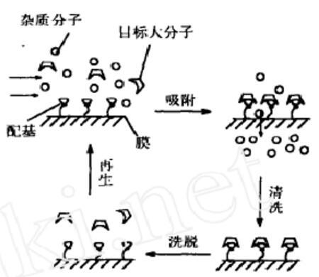 親和膜色譜