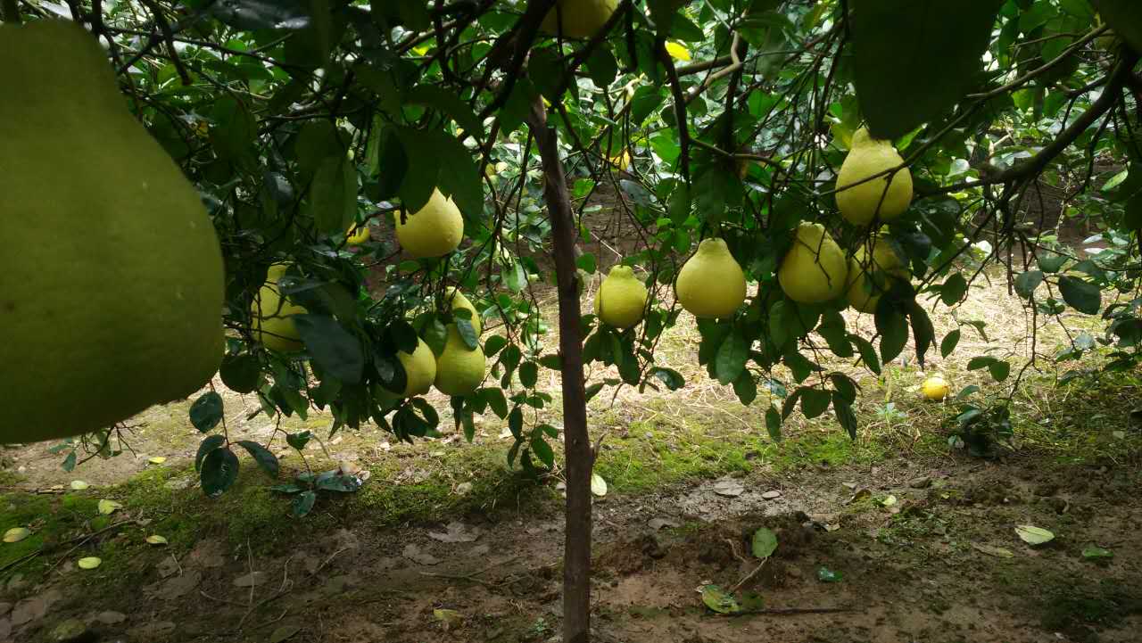 江永香柚