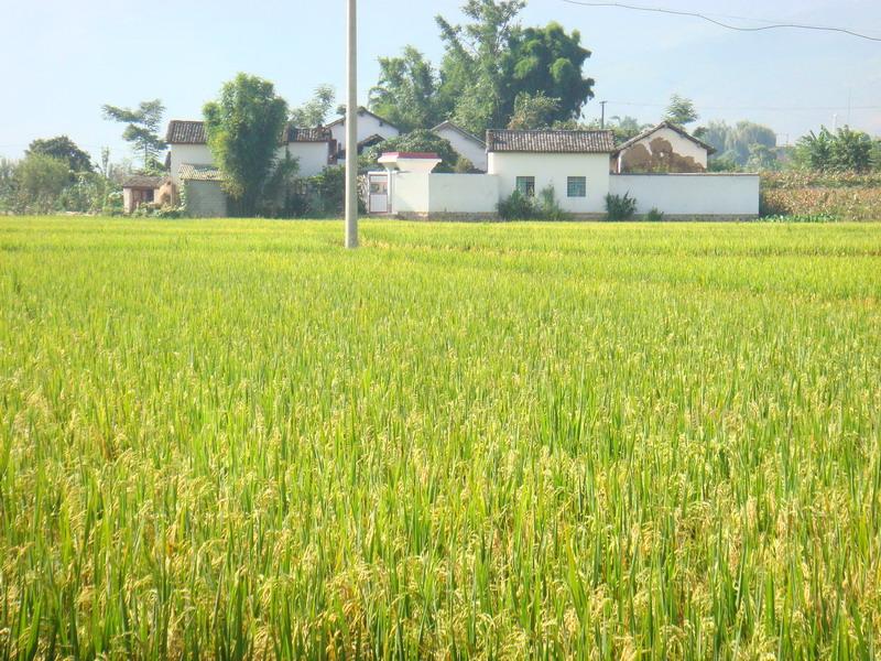 村莊遠眺