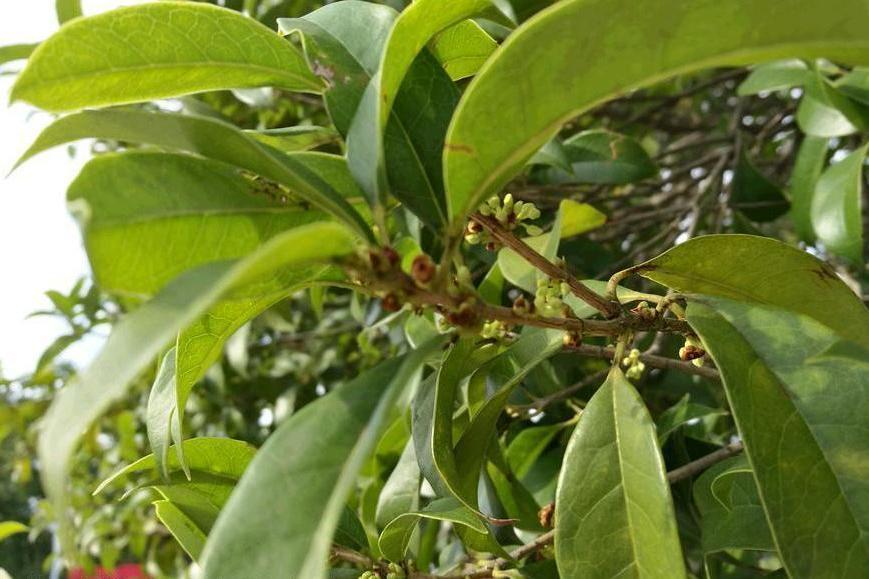 桂花黃山學院2號