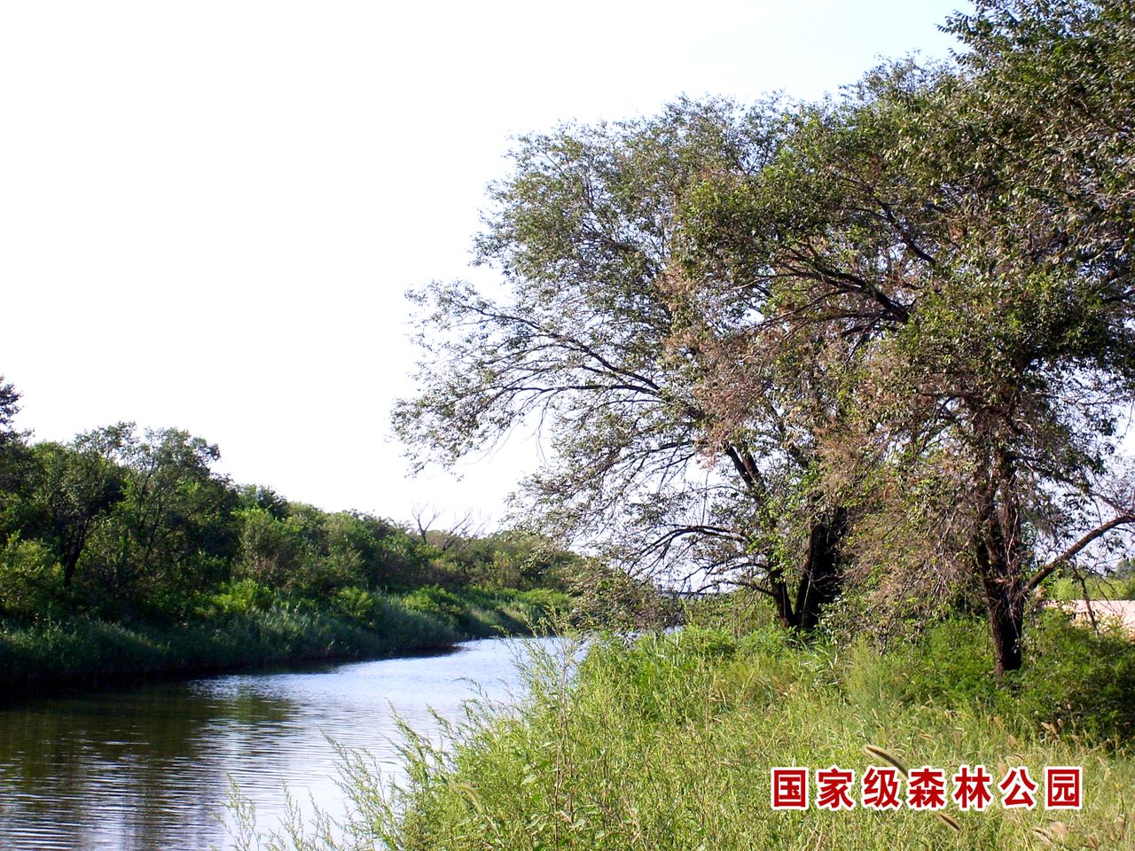 翔雲島林場