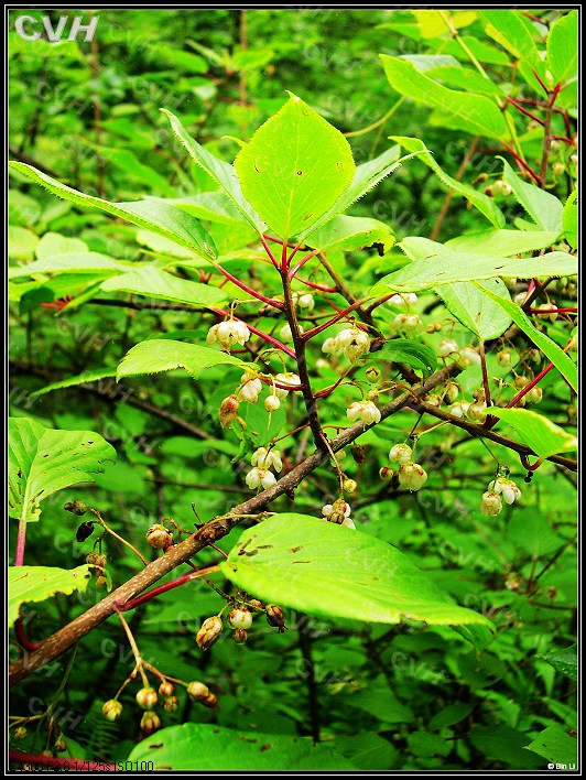 變異藤山柳（新種）