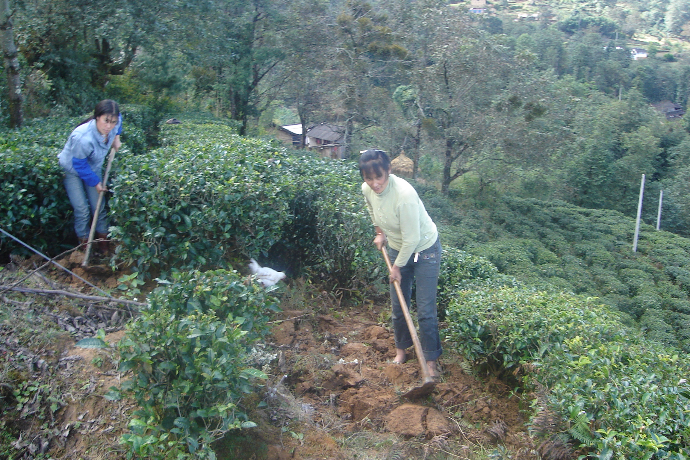 大山自然村