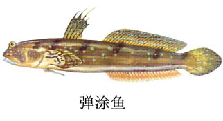 雲斑裸頰蝦虎魚(雲斑裸頰鰕虎魚)