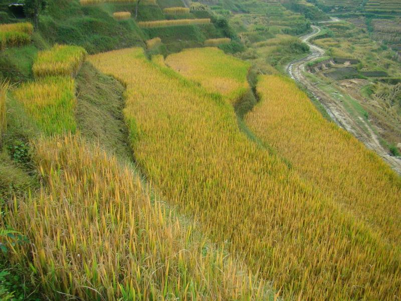 村中田園