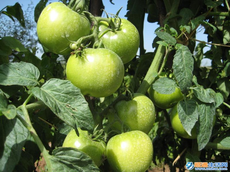 西紅柿種植