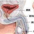 前列腺保健常識