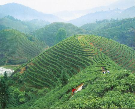 永春佛手茶茶園