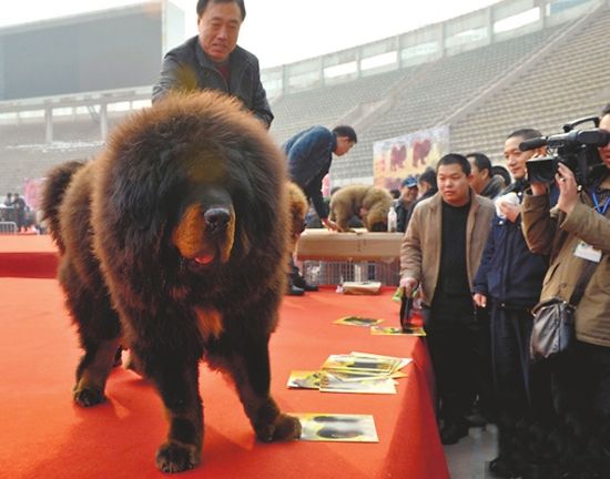 全國精品藏獒交易博覽會