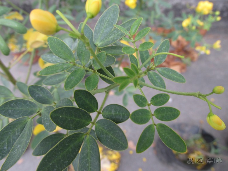 黃金梅(植物果實)