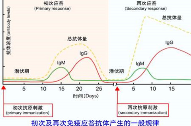 抗體效價