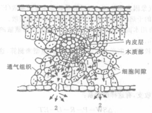 植物葉片的氣孔蒸騰示意圖