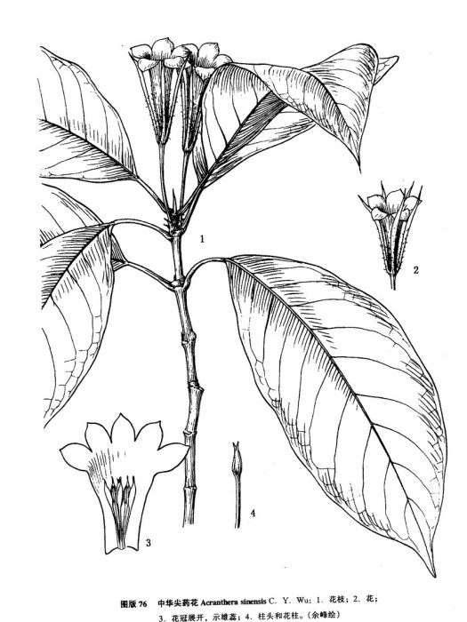 尖藥花(爵床科馬藍屬植物)