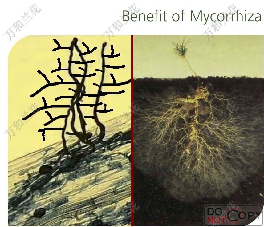 Mycorrhiza