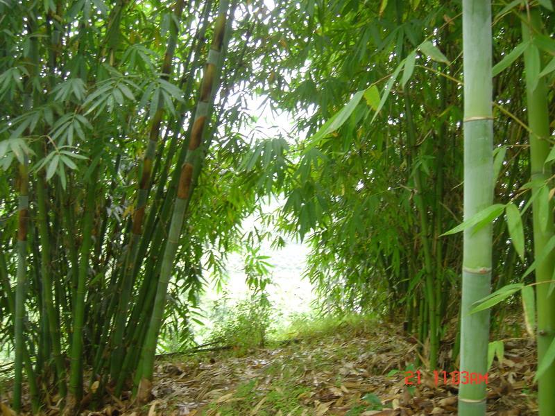 麻竹種植