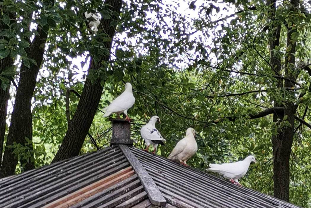 樓頂動物園