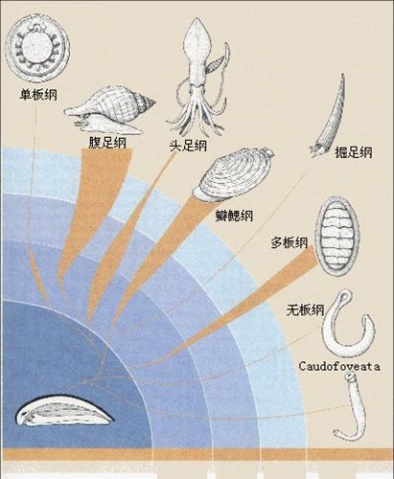 無板綱